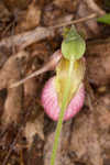 Pink lady's slipper <BR>Moccasin flower